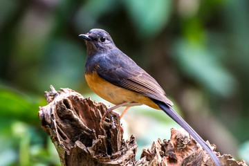 White-rumped Shama