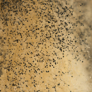 Black mold on an organic surface, macro shot.