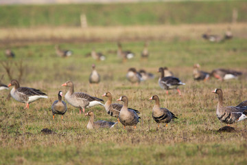 Flock of Greylag goose on pasture