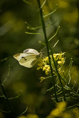 butterfly on a leaf