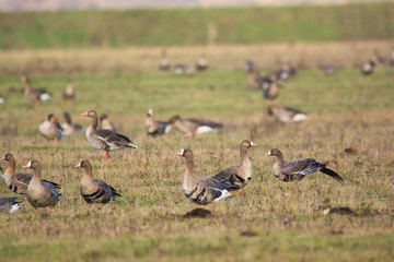 Flock of Greylag goose on pasture