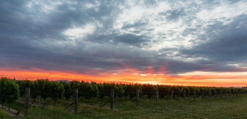sunset over a vineyard