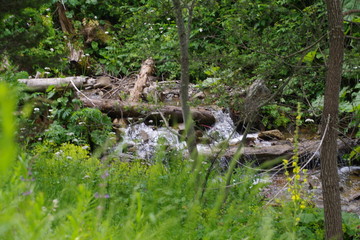 stream in the forest