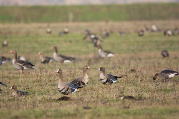 Flock of Greylag goose on pasture