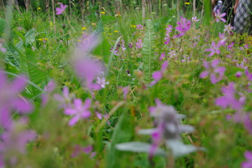 purple flowers in the garden