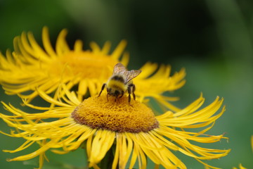 bee on flower