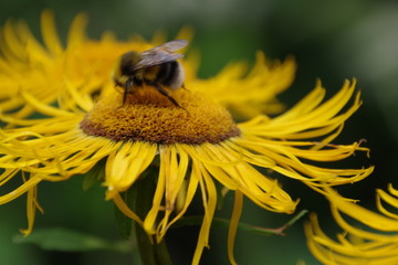 bee on a yellow flower