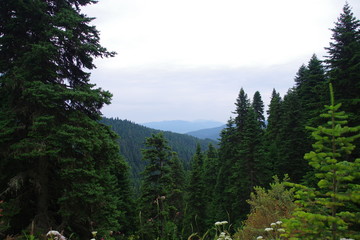 morning in the mountains