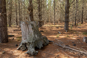 Tall pine trees in the Belanglo State Forest about 150km south-west of Sydney, Australia.