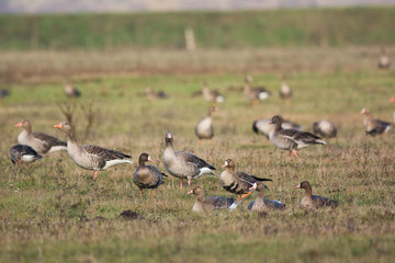 Flock of Greylag goose on pasture