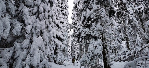 texture of bark of a tree