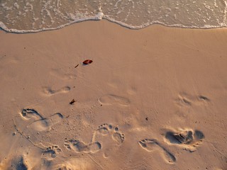 Footprints on the beach at sunrise