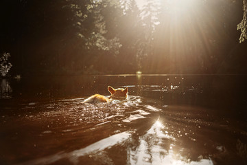 welsh corgi pembroke dog swimming in the river