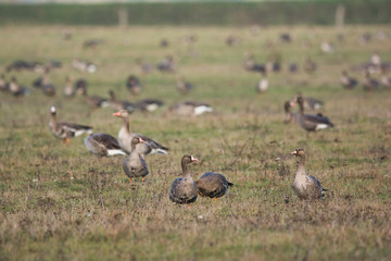 Flock of Greylag goose on pasture