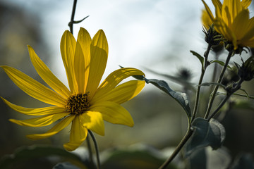 yellow flower