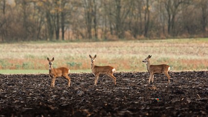 Group of roe deers on the field