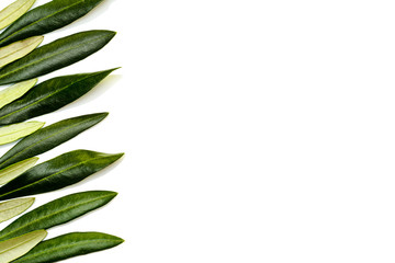 Real green olive leaves background, isolated on white background for copy space and mockup.