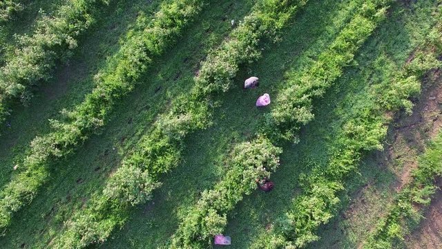 fields with roses during the harvest in Bulgaria