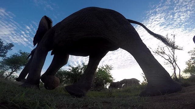 Picturesque low angle view of backlit elephants passing by a GoPro in Africa.