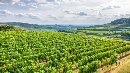 Fotobehang luchtfoto wijngaardlandschap bij Kaiserstuhl Duitsland © magann