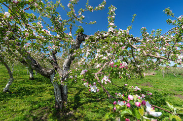 Fototapeta na wymiar 【青森津軽】りんご園のりんごの花は満開