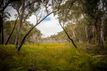 Fototapeta na wymiar Open woodland in Sydney's winter.