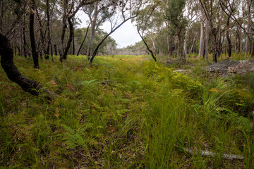 Open woodland in Sydney's winter.