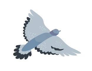 Flying pigeon flat vector illustration. Free animal with dark grey plumage. Gray dove with spread wings. Bird flight, freedom symbol. Adorable gliding birdie isolated on white background.