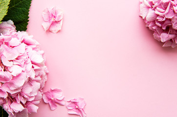 Fototapeta na wymiar Pink hydrangea flowers on pink background