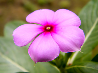 A Cute Pretty Pink Red Periwinkle flower. Delicate Blossom. Charming Tiny Small Orchids. Bleeding Purple color Heart Shape. Little Beauty Delicacy. Wild Thyme. Nature Background. Close up. Copy space.