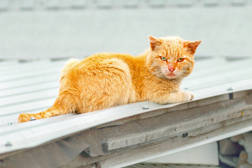 red cat lies on the roof
