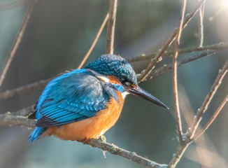 Eisvogel wartet auf Fische