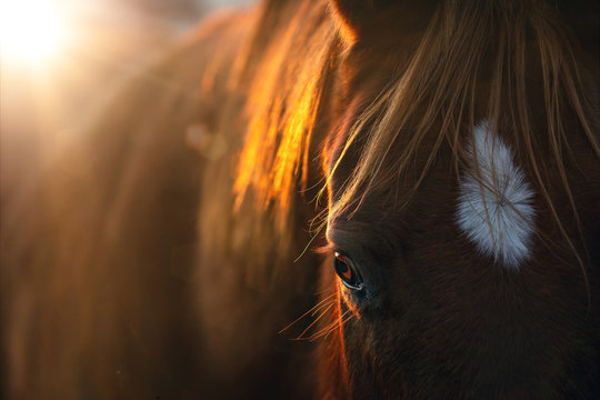 Close-up of a horse in the morning sun