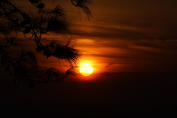 The sunset Focus on pine
