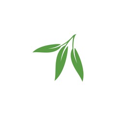 Eucalyptus leaves floral logo vector template