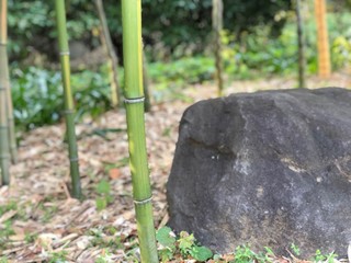 竹林と庭石