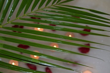 in the foreground a leaf of a green tropical plant in the background a candle flame in the bathroom on a foam with rose petals soft focus. holiday Valentine's day and romance