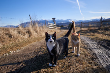 Cats in the countryside
