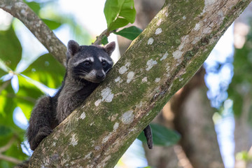 Raccoon resting on a branch in Cahuita National Park, Costa Rica.