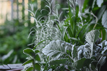 Silvery garden plants, selective  focus
