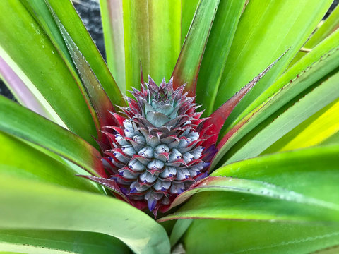small growing pineapple on bush, pineapple plant, baby pineapple,plant setting fruit, tropical fruit on tree,Pineapple on tree,Three pineapple On The Tree,Pineapple fruit on trees Waiting for harvest,