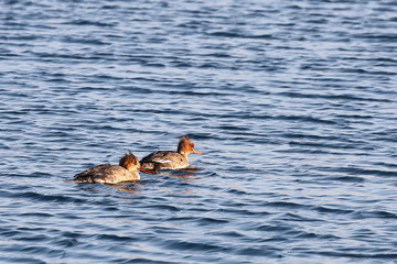 Ducks swimming in sea in sunny day. Two wild Goosander (Mergus merganser)  females in natural habitat. Diving pochard seabirds on the move.