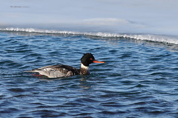 Colorful male duck swimming on sea surface near the edge of ice floe in sunny day closeup. Wild Goosander (Mergus merganser) drake in natural habitat. Diving pochard seabird on the move.