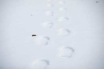 Winter landscape of country fields and roads