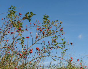 wild rose bush with lot of rose hips against blue sky