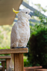 Portrait of a yellow crested cockatoo