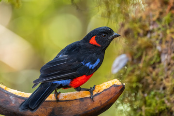 Scarlet-bellied Mountain-tanager - Anisognathus igniventris, beautiful red, blue and black tanager from western Andean slopes, Yanacocha, Ecuador.