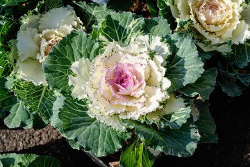 Close up of decorative green and white cabbage plant available for sale at a flower market in a sunny autumn day