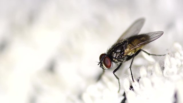 Closeup of a housefly (Musca domestica) on a white cloth, down shot, isolated.