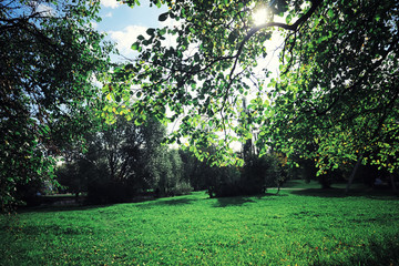 Bright spring greens at dawn in the forest. Nature comes to life in early spring.
